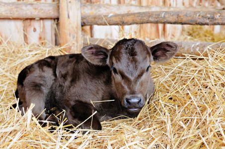 Raising Cattle with a Bit of Forethought One Key to Calf Health Image